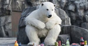  Secret Zoo 2020